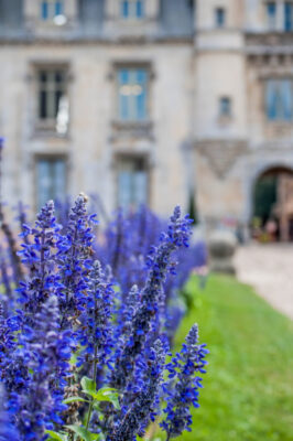 Lavender 1 sophie-louisnard-DLfA3xAITXM-unsplash copy