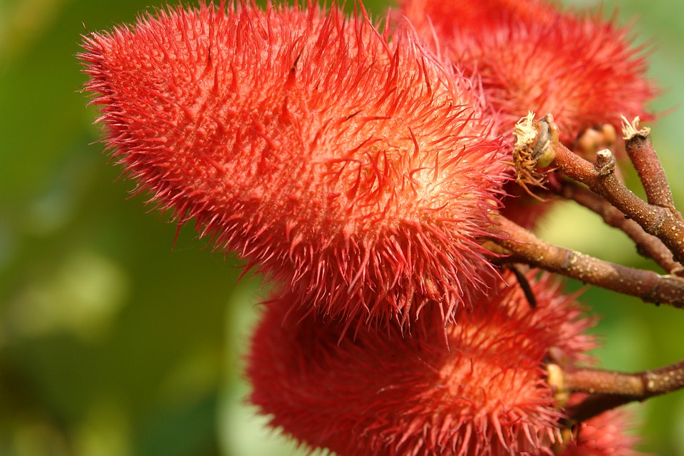 natural color cosmetics